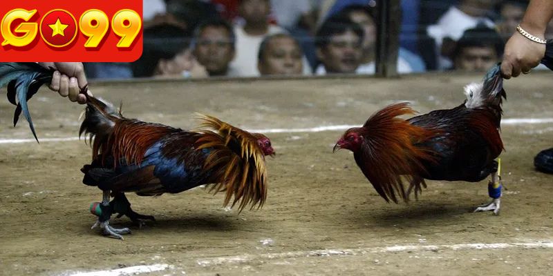 Giới thiệu chung về đá gà Thomo C1
